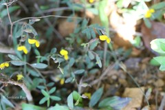 Crotalaria evolvuloides